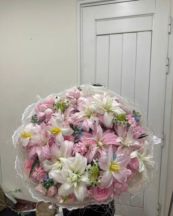 Hồng phấn · Lily